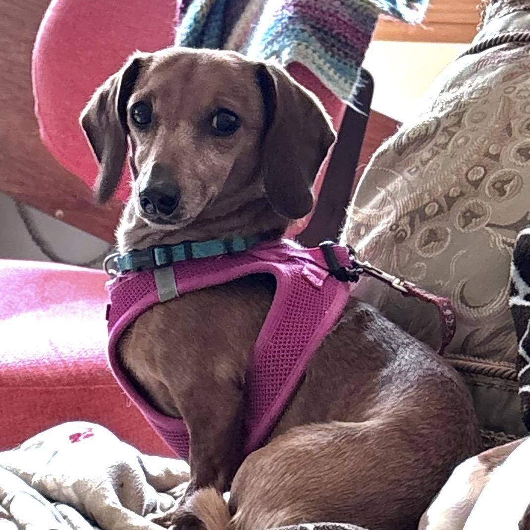 Enlarge Solara, a ADOPTABLE Dachshund in Omaha, NE image 2/2