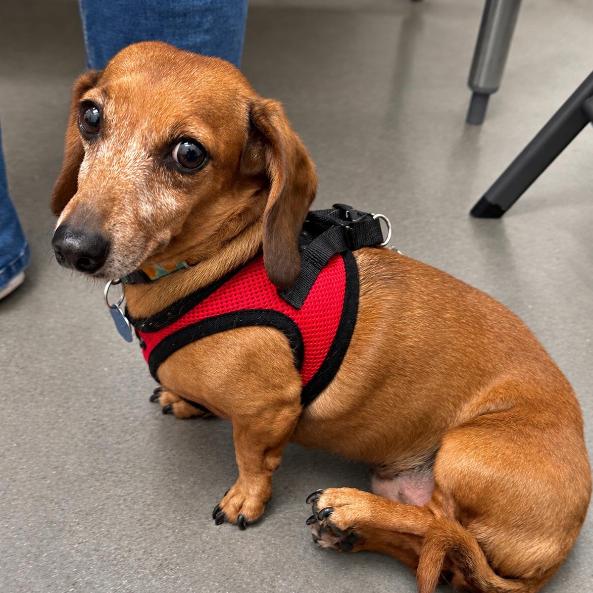 Enlarge Solara, a Adoptable Dachshund in Omaha, NE image 4/4