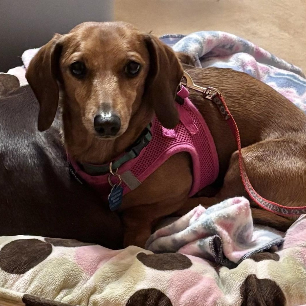 Solara, ADOPTABLE, Adult Female Dachshund.