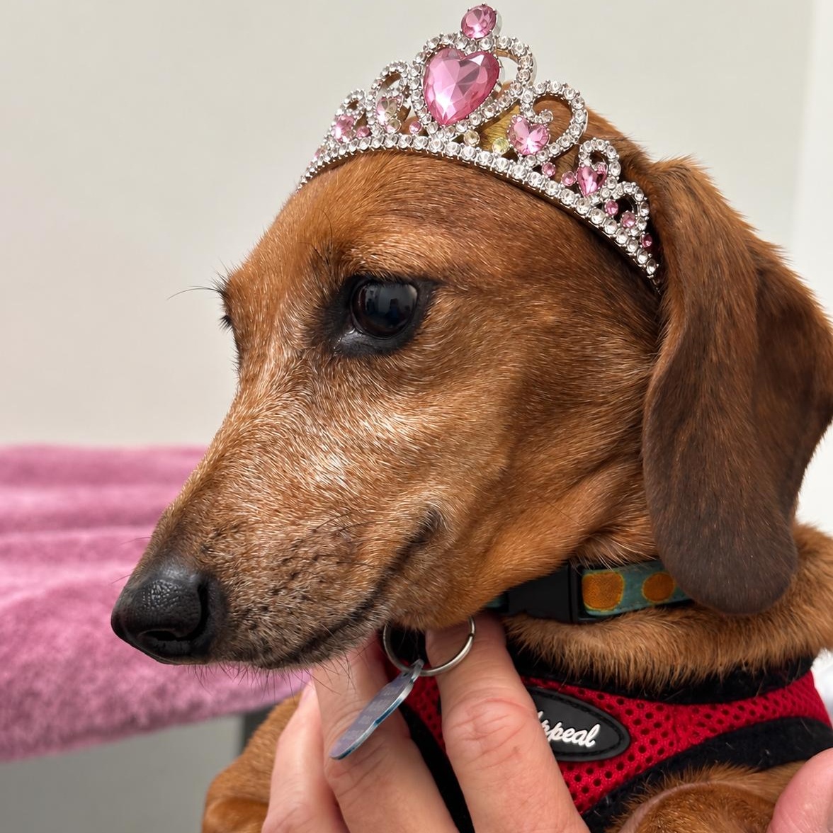 Solara, Adoptable, Adult Female Dachshund.