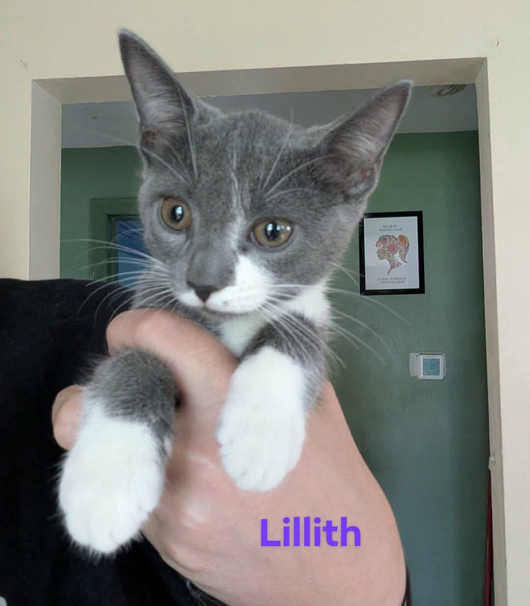 Enlarge Lilith, an adopted Domestic Short Hair in Manchester, CT image 1/1
