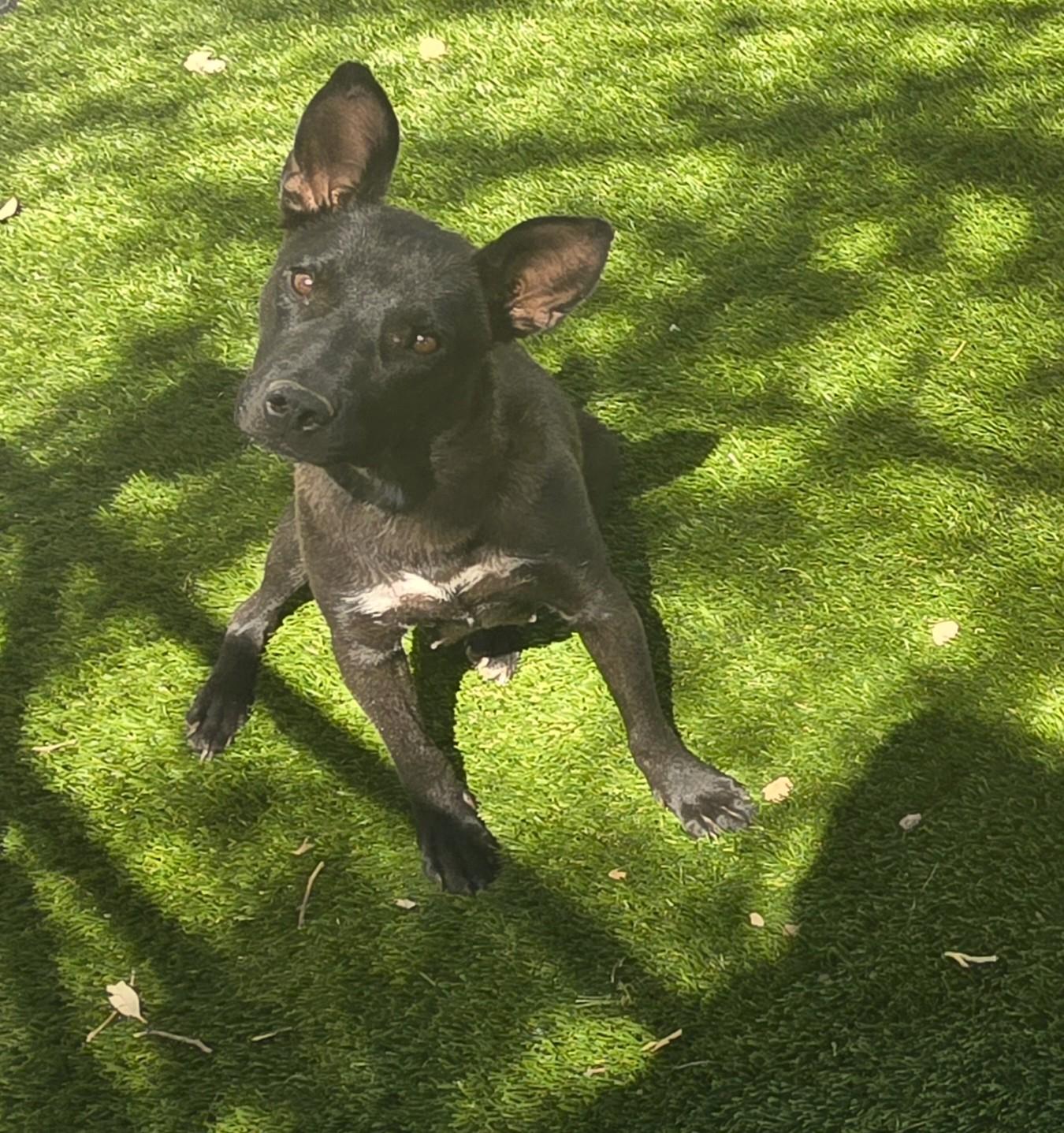 Enlarge Odyssey, a ADOPTABLE mixed breed in Apache Junction, AZ image 1/3