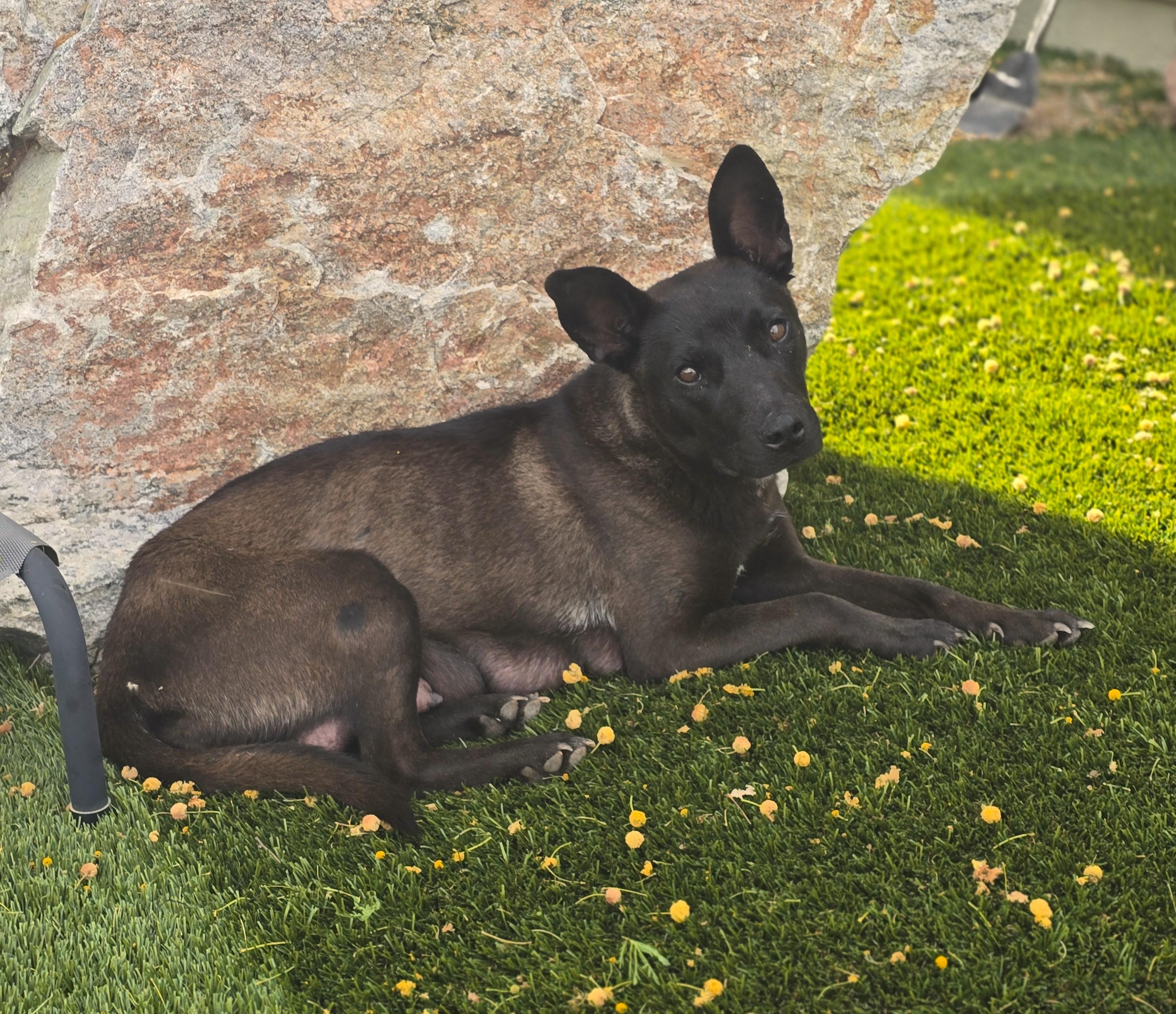 Enlarge Odyssey, a ADOPTABLE mixed breed in Apache Junction, AZ image 2/3