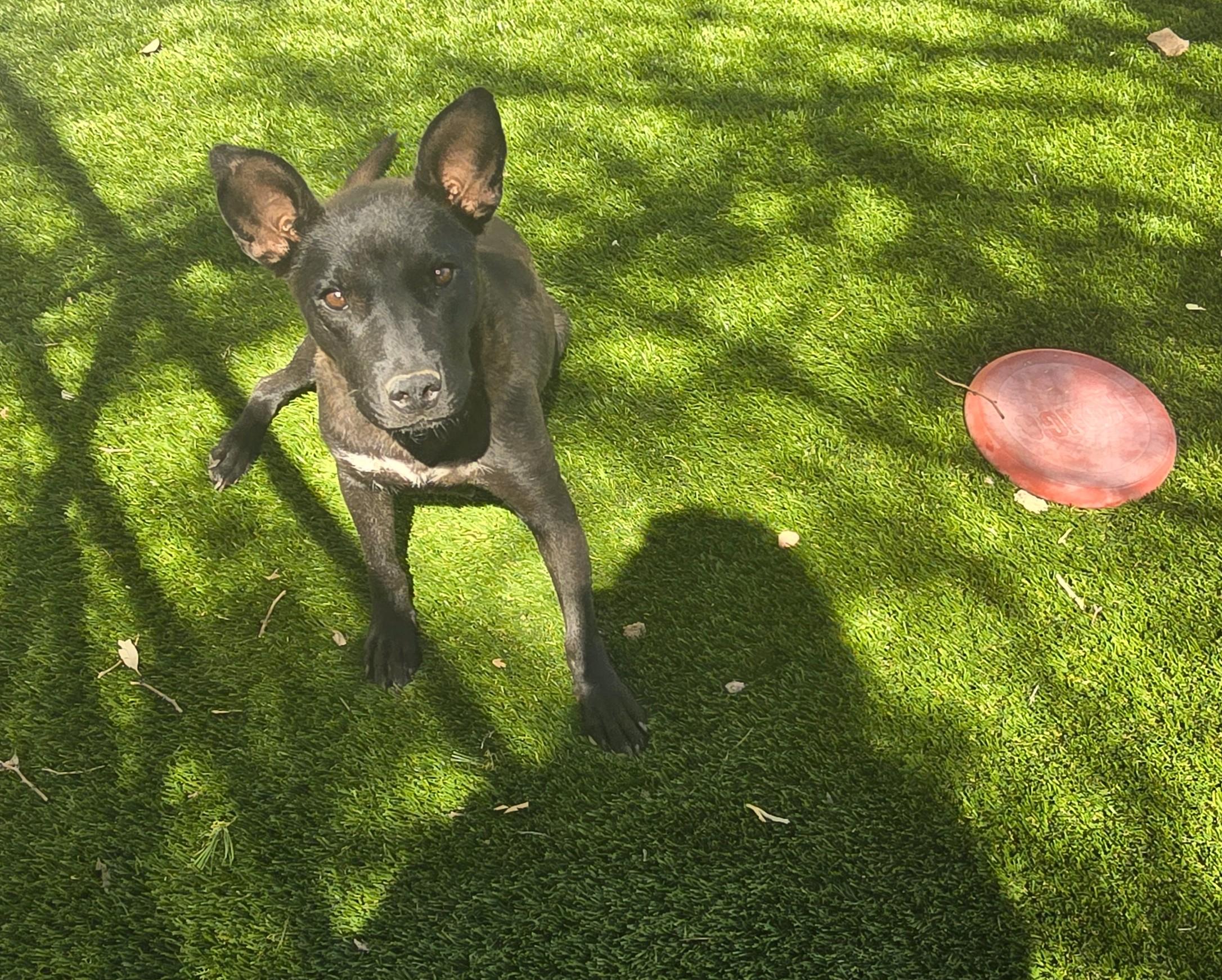 Enlarge Odyssey, a ADOPTABLE mixed breed in Apache Junction, AZ image 3/3