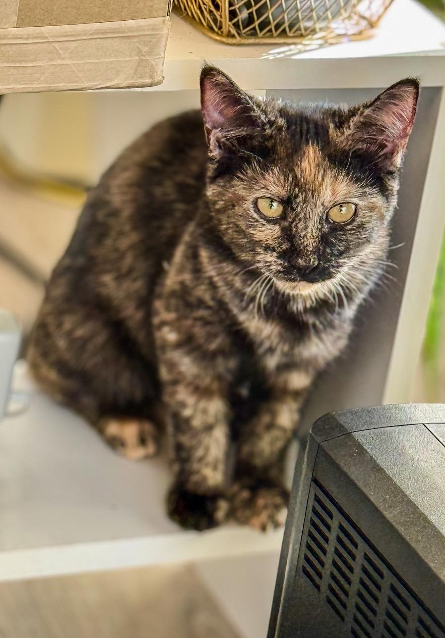 Enlarge Speckles , a ADOPTABLE Tortoiseshell in Johnson City, TN image 1/1