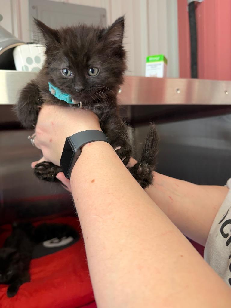 Miada, Adopted, Kitten Female Domestic Medium Hair.