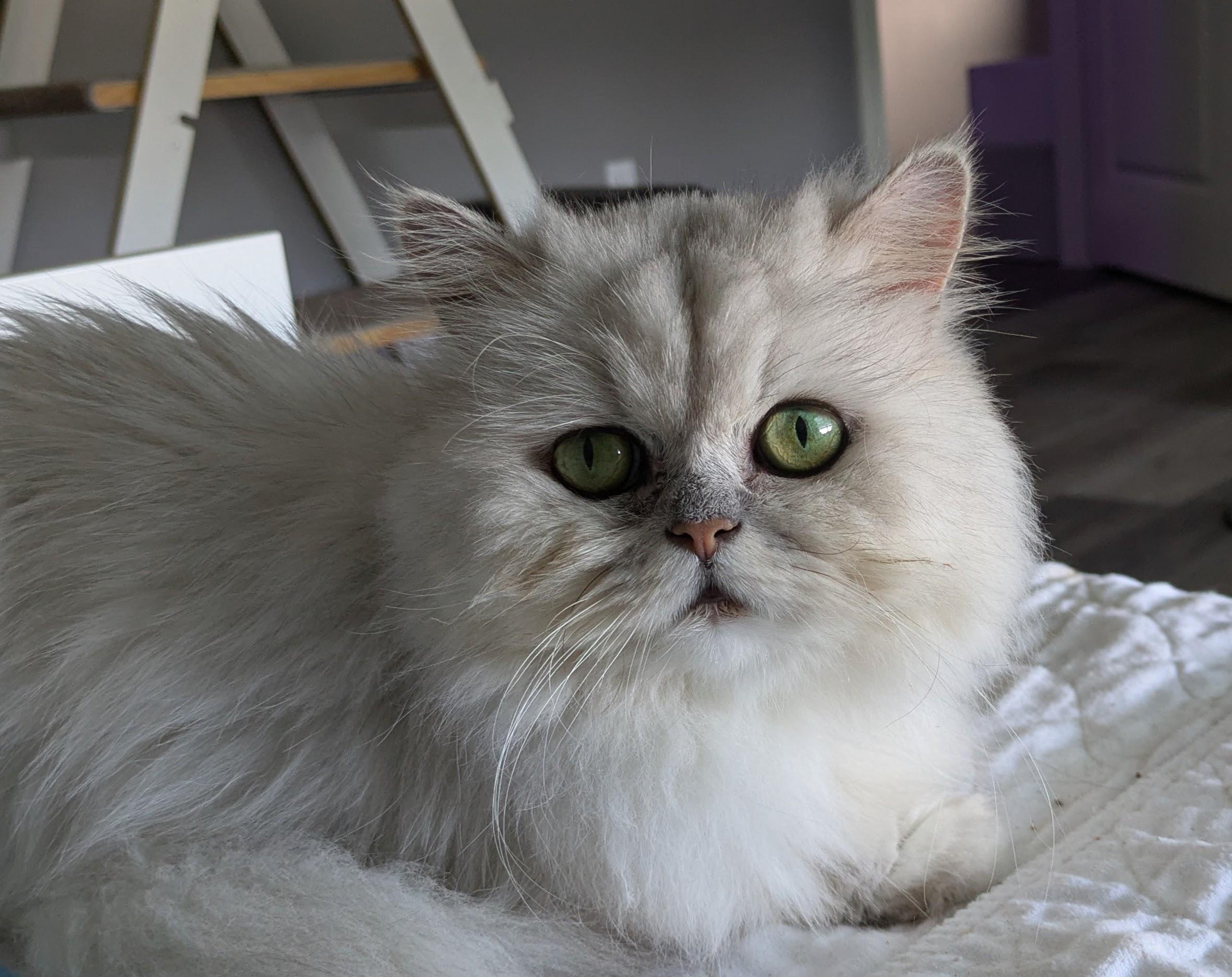 Enlarge Kodi, a Adoptable Persian in Columbia, MO image 2/6