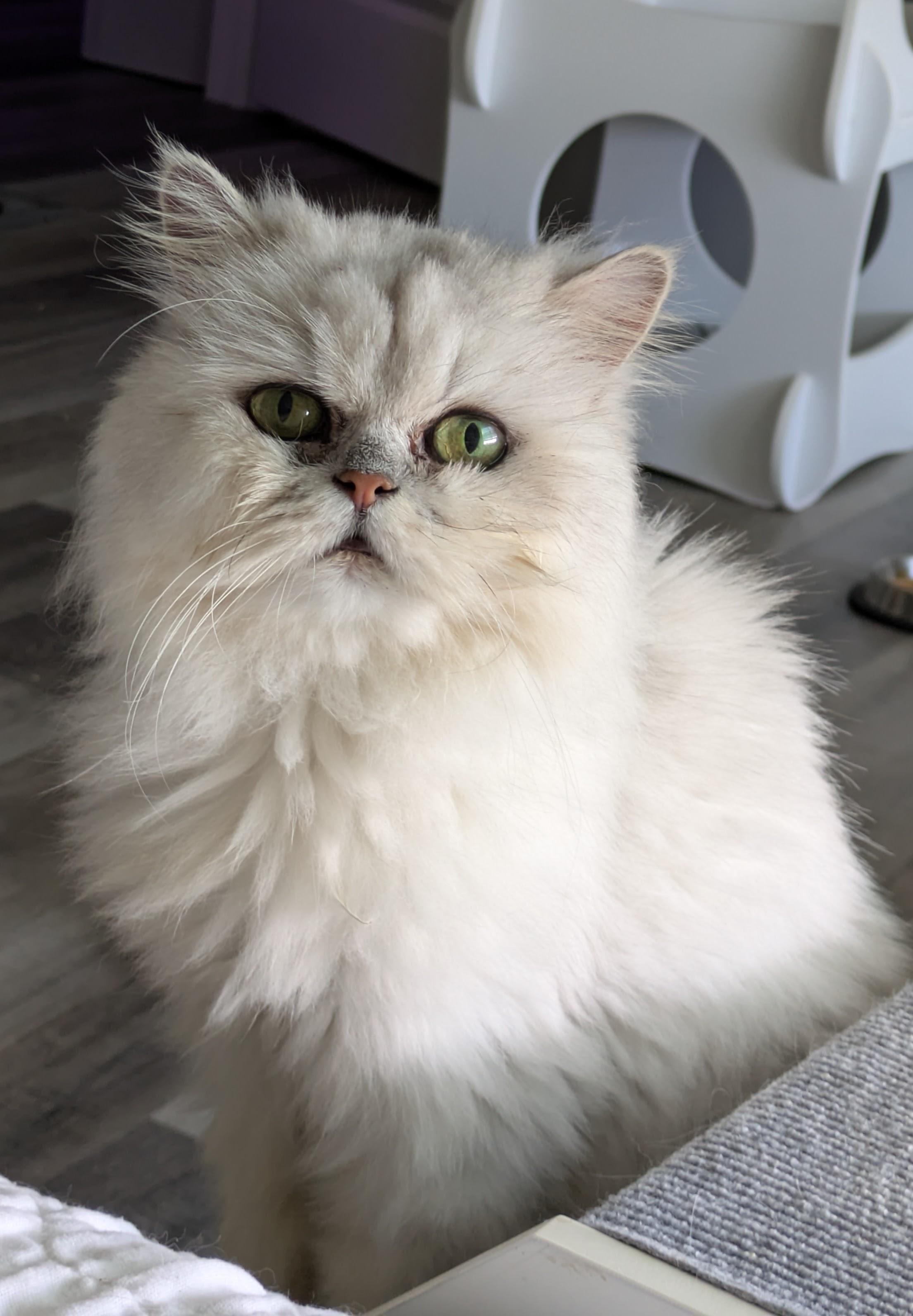 Kodi, Adoptable, Senior Male Persian.