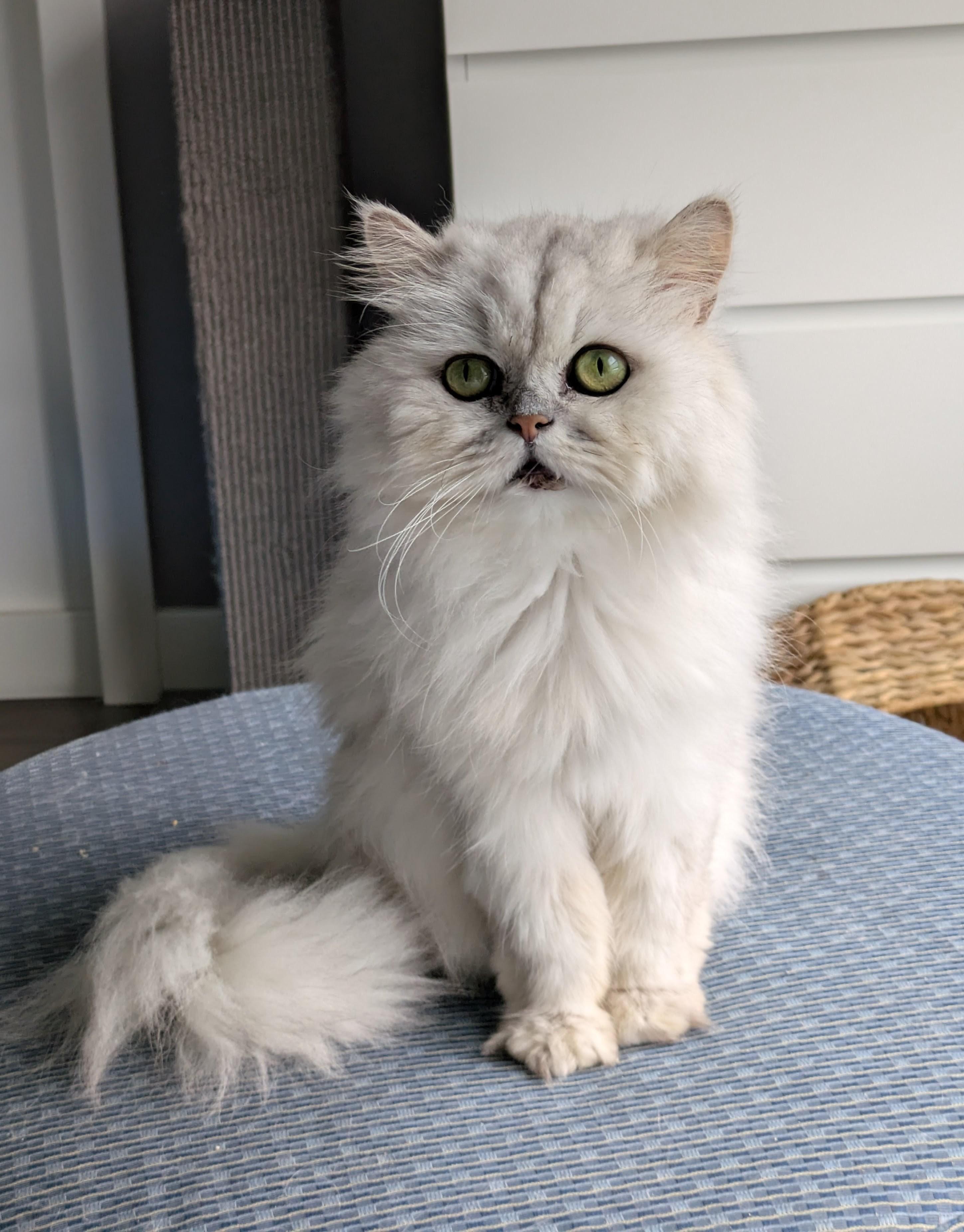 Enlarge Kodi, a Adoptable Persian in Columbia, MO image 4/6