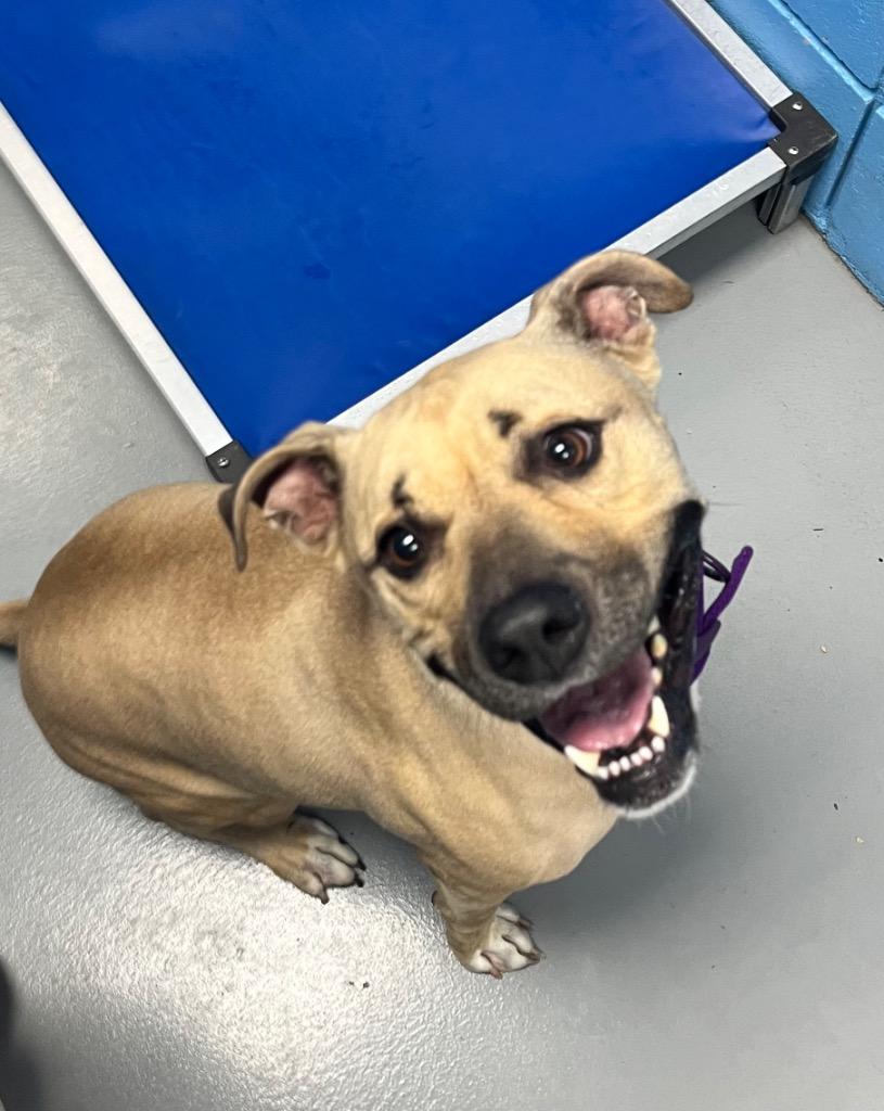 Enlarge Smiley, a Adoptable Pit Bull Terrier in Hartsville, SC image 1/1