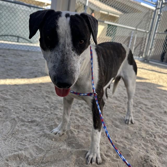 Enlarge PATRICA, a Adoptable mixed breed in Thousand Palms, CA image 1/1