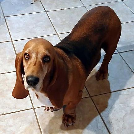 Enlarge BESSIE, a Adopted Basset Hound in Mays Landing, NJ image 1/3