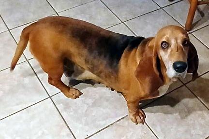 Enlarge BESSIE, a Adopted Basset Hound in Mays Landing, NJ image 2/3