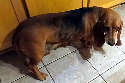 Enlarge BESSIE, a Adopted Basset Hound in Mays Landing, NJ image 3/3