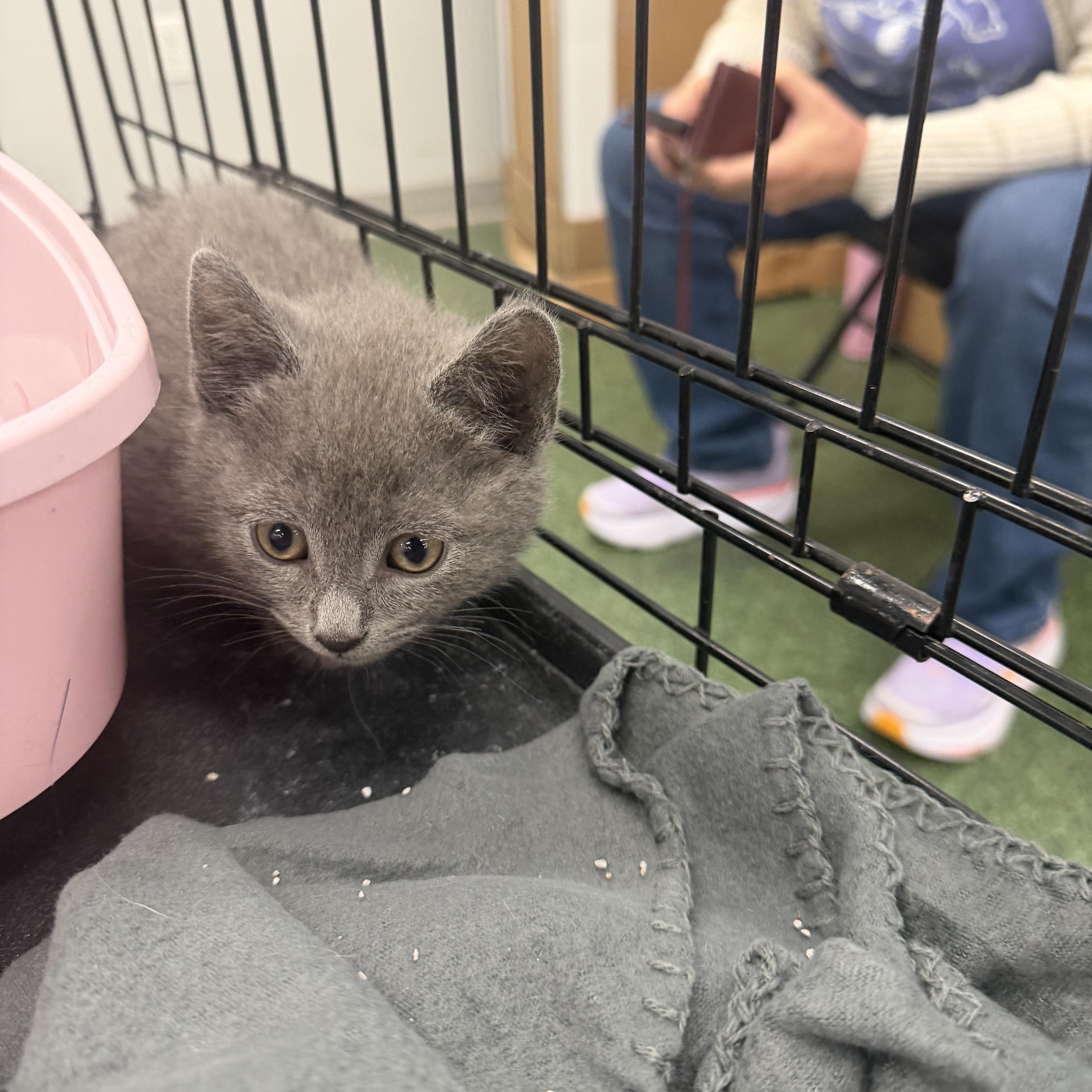 Bacon and Porkbelly , an adopted Russian Blue in Charlotte, NC image 2/6