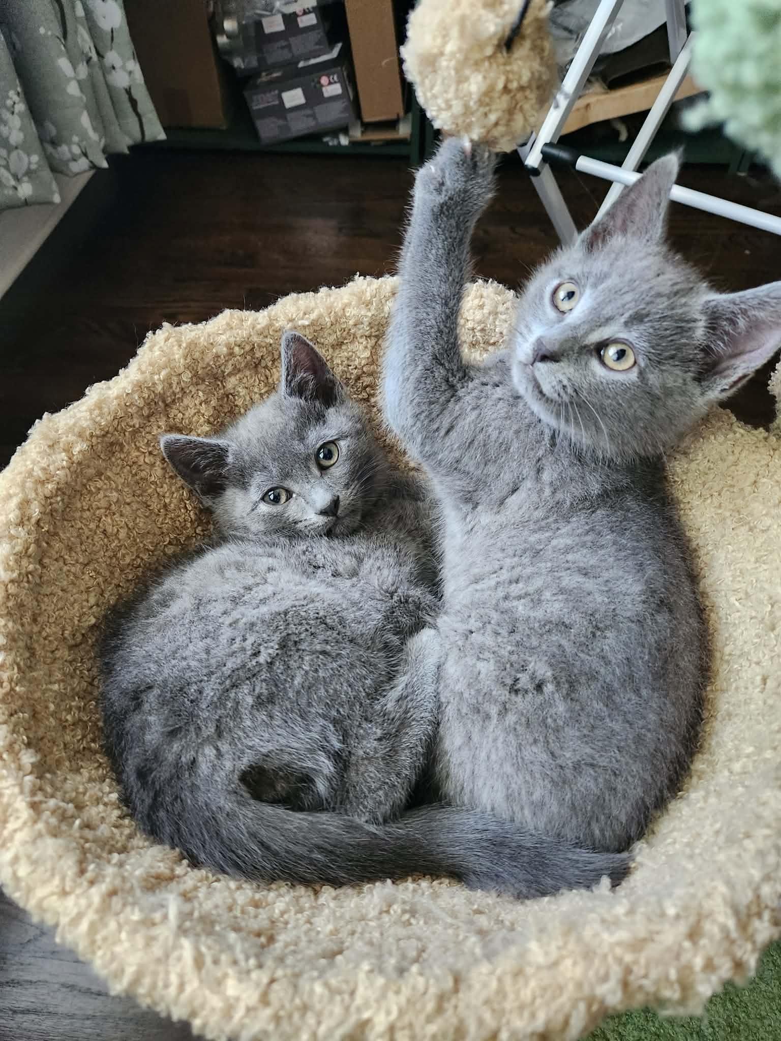 Bacon and Porkbelly , an adopted Russian Blue in Charlotte, NC image 4/6
