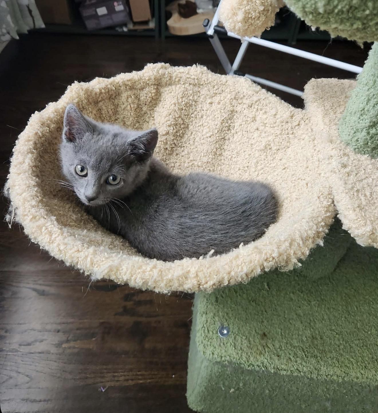 Bacon and Porkbelly , an adopted Russian Blue in Charlotte, NC image 5/6