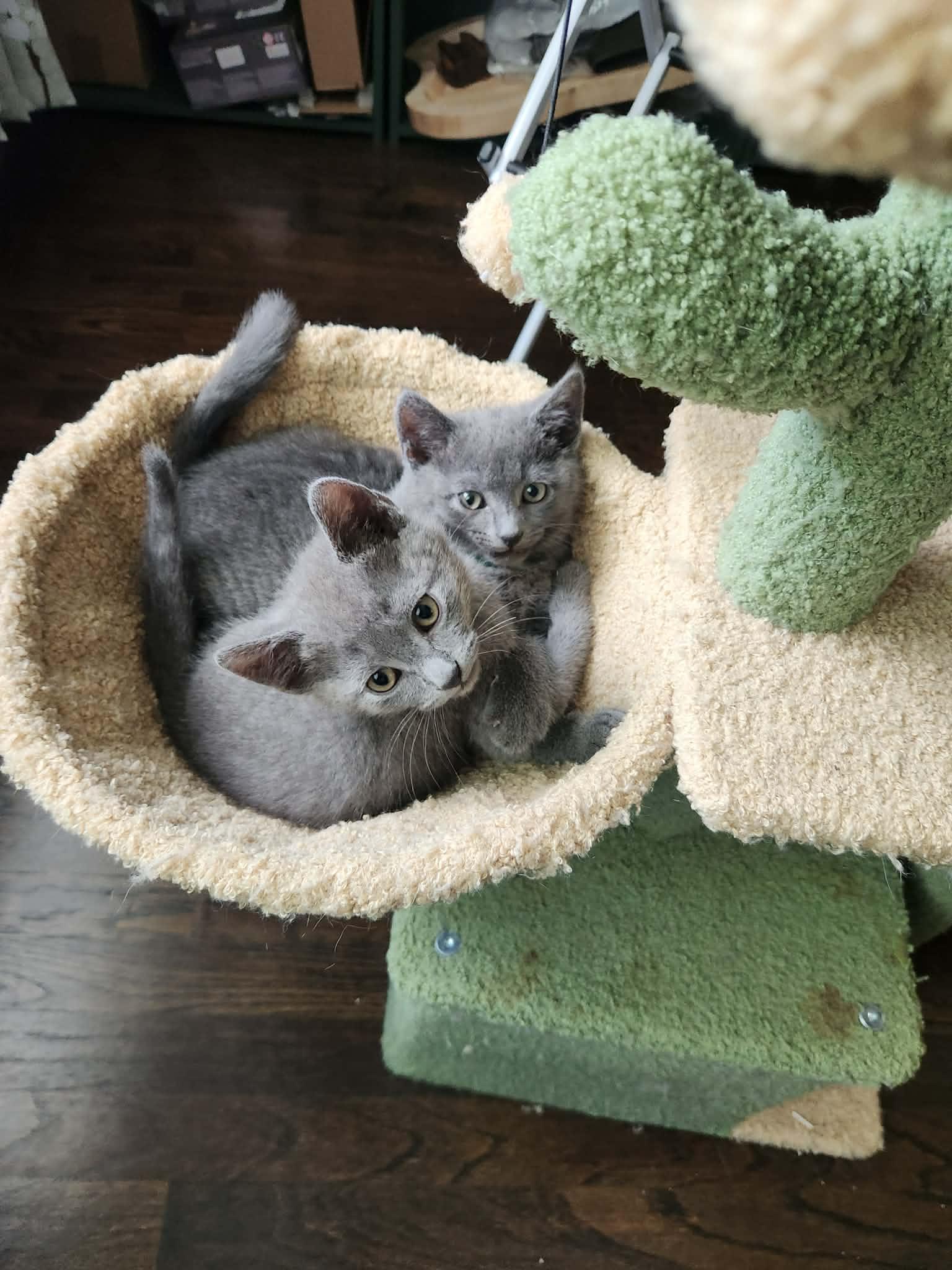 Bacon and Porkbelly , an adopted Russian Blue in Charlotte, NC image 6/6