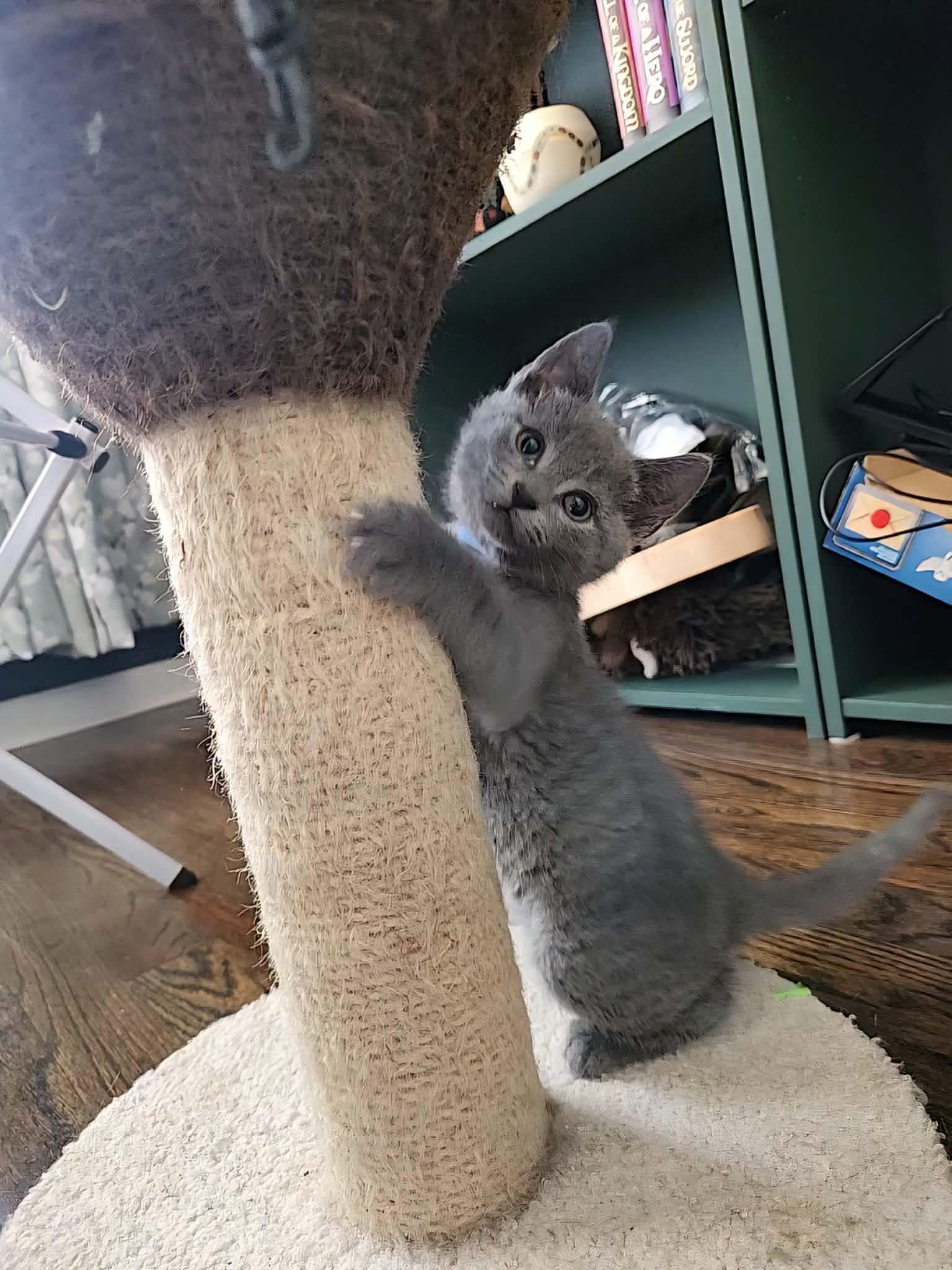 Bacon and Porkbelly , an adopted Russian Blue in Charlotte, NC image 3/6
