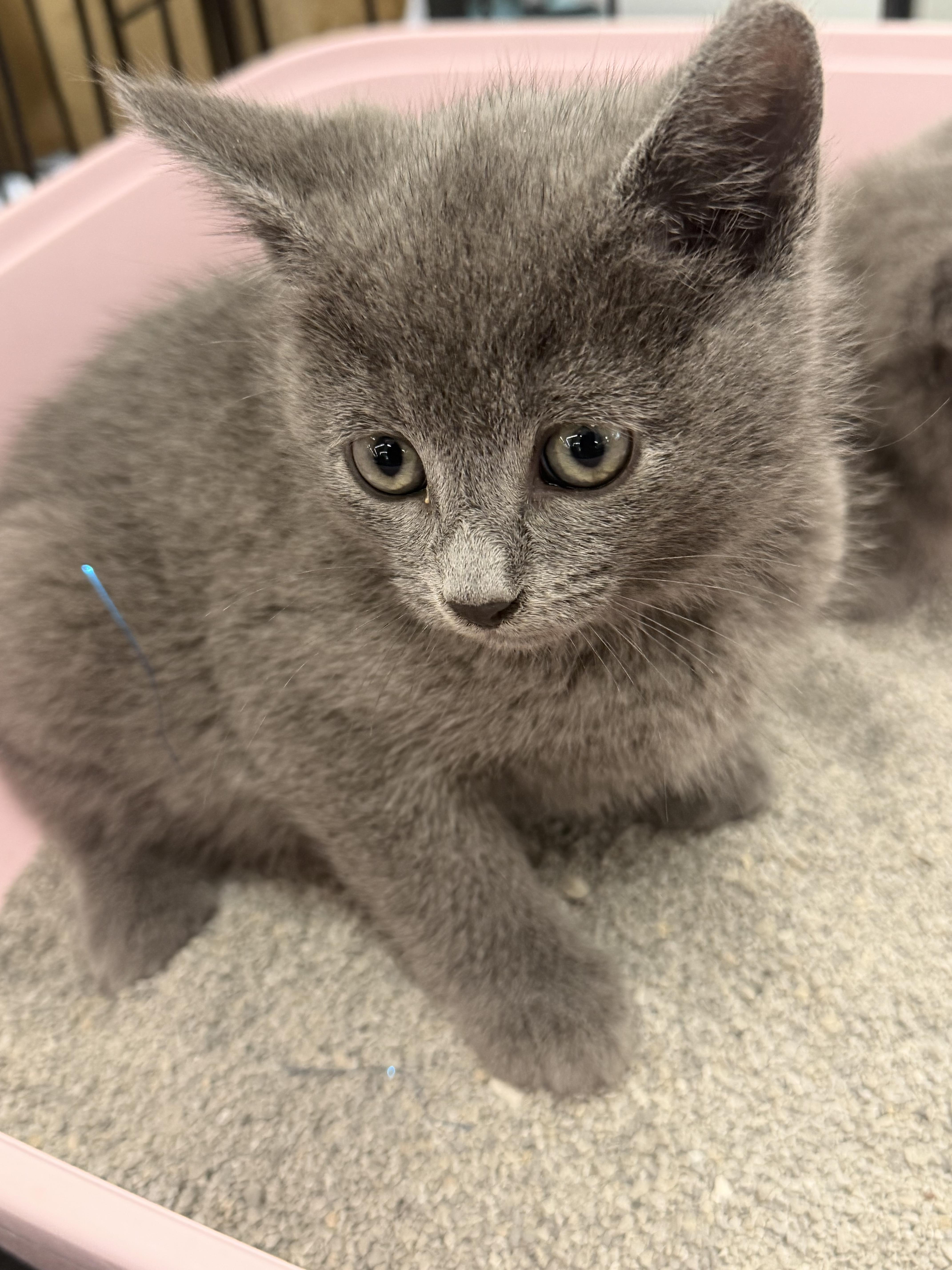 Bacon and Porkbelly , adopted, Kitten Male Russian Blue.
