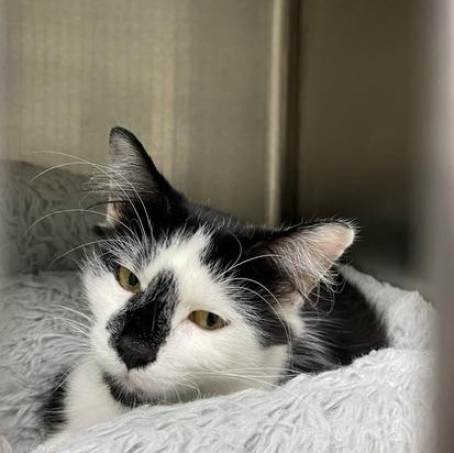 Enlarge Ivy, a Adoptable Domestic Medium Hair in Attleboro, MA image 1/1
