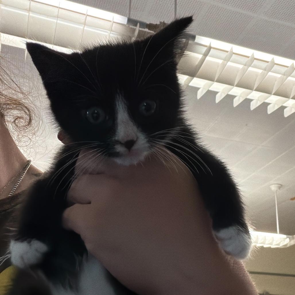Hector, Adoptable, Kitten Male Domestic Medium Hair.