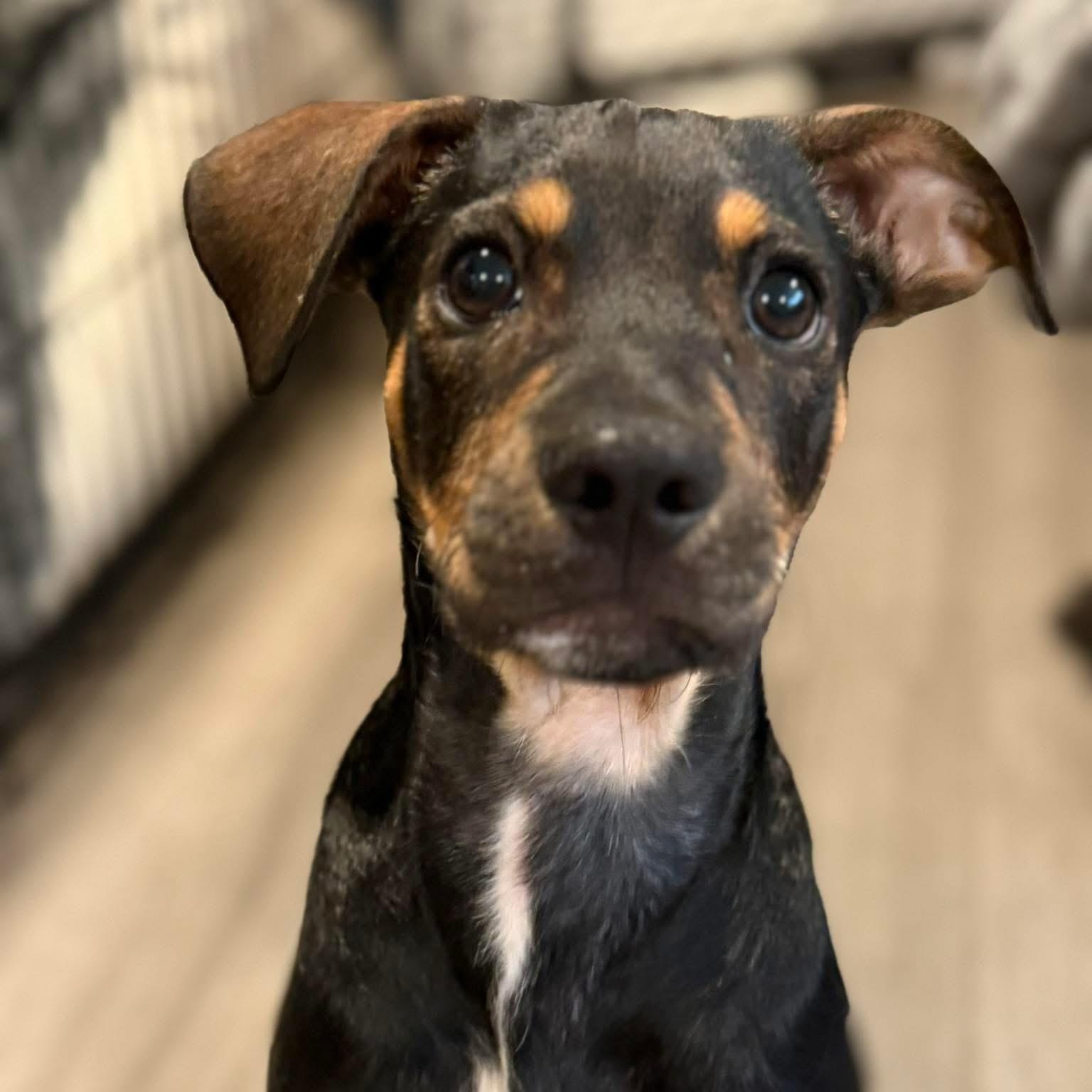 Noel, Adoptable, Puppy Male Terrier.
