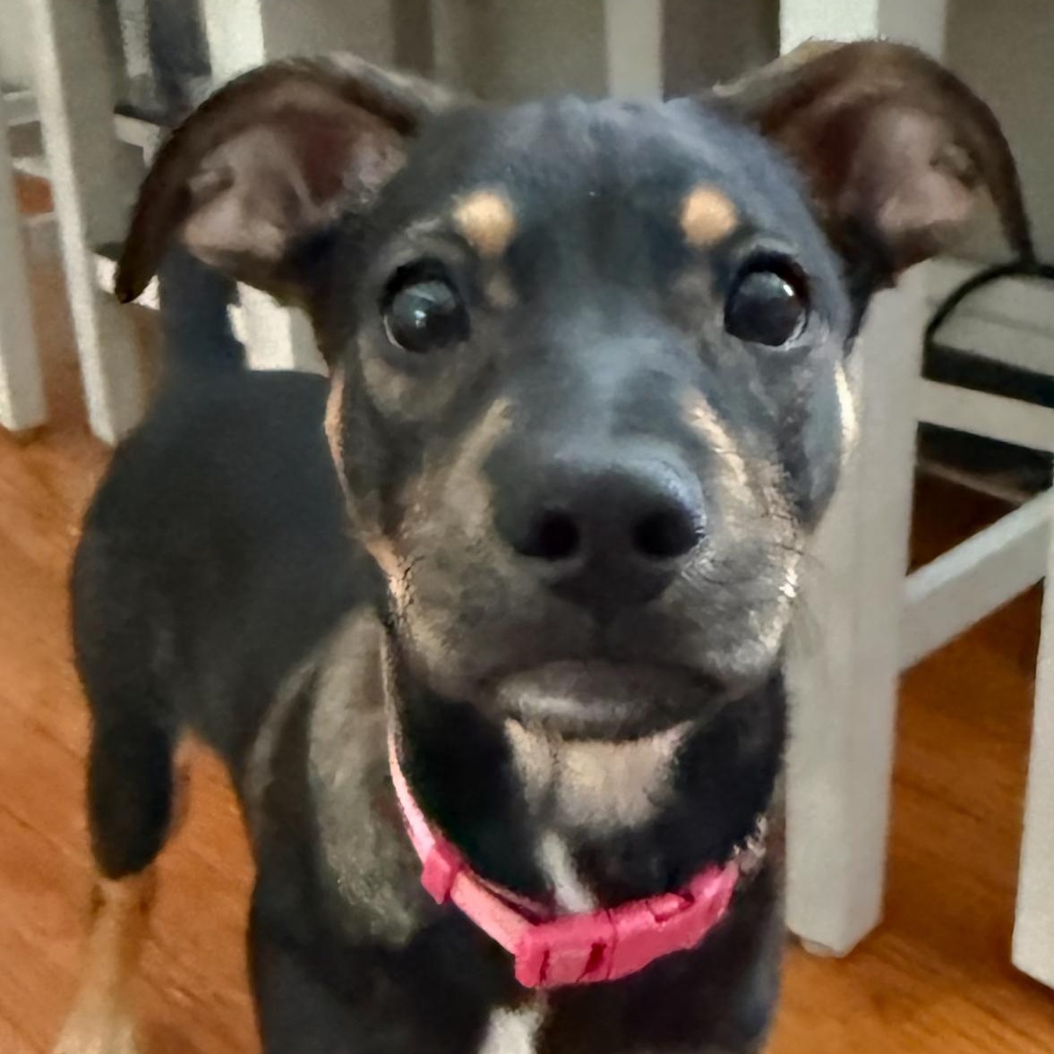 Enlarge Noel, an adopted mixed breed in Warren, NJ image 5/6