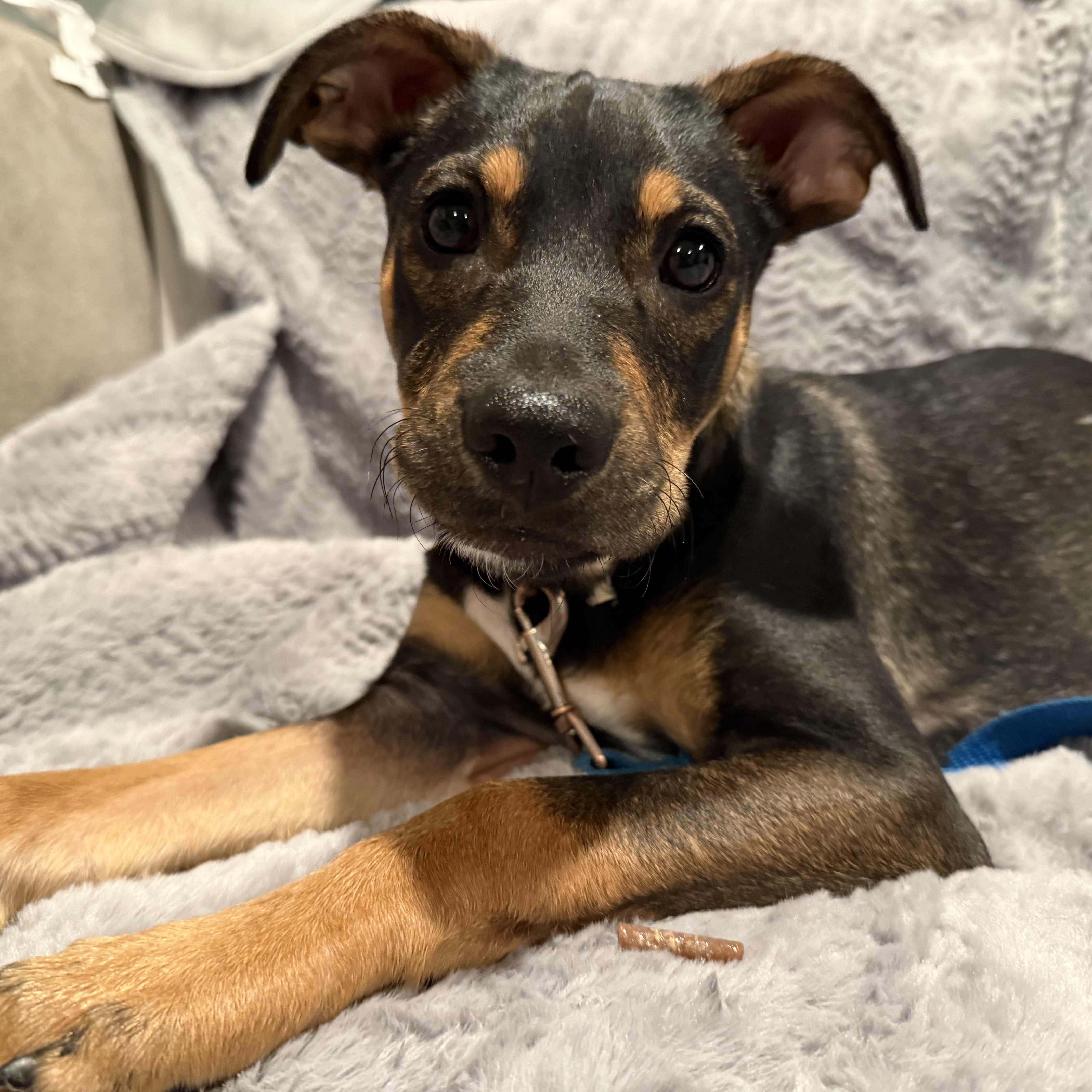 Enlarge Noel, an adopted mixed breed in Warren, NJ image 2/6