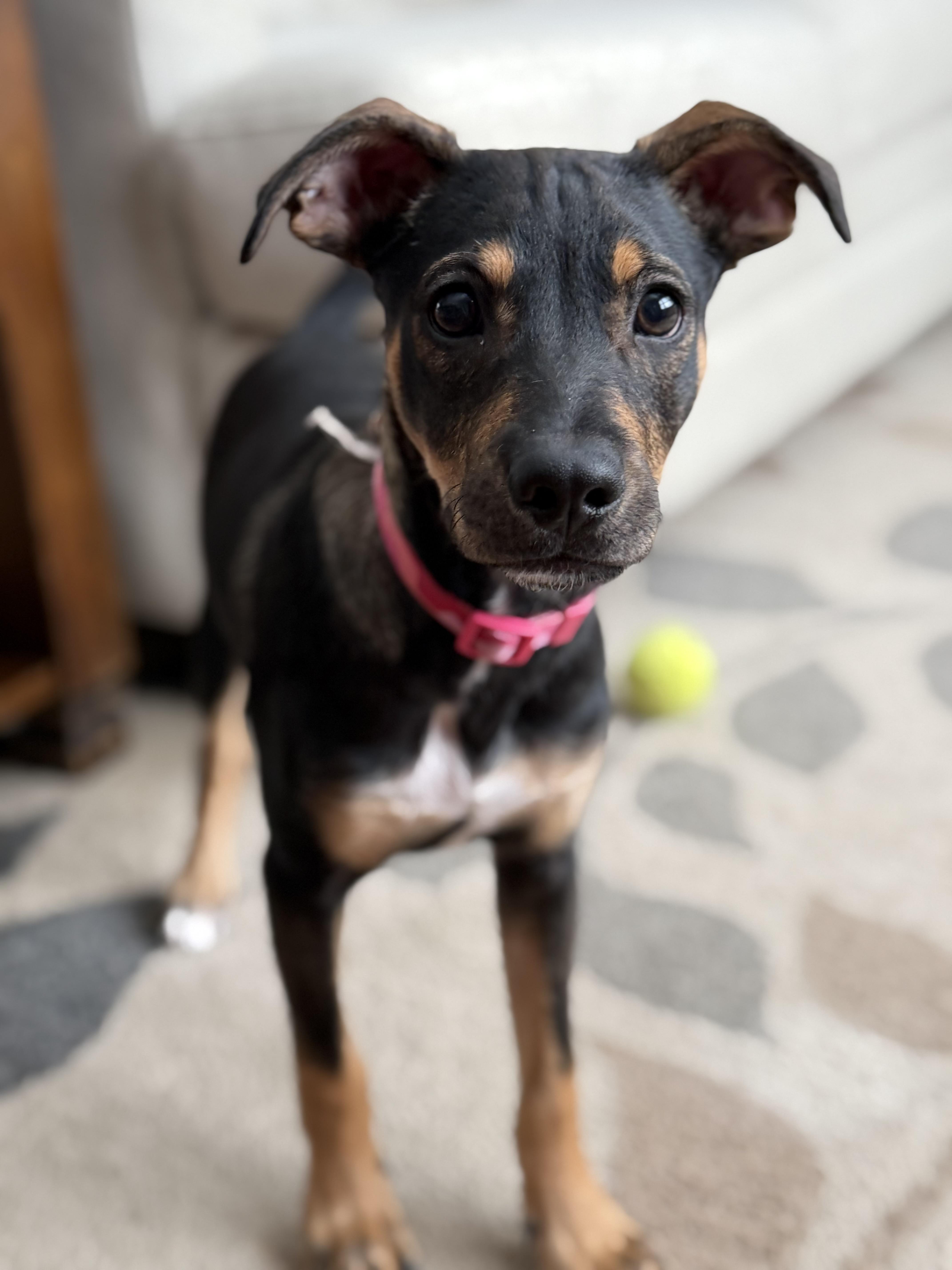 Enlarge Noel, an adopted mixed breed in Warren, NJ image 6/6