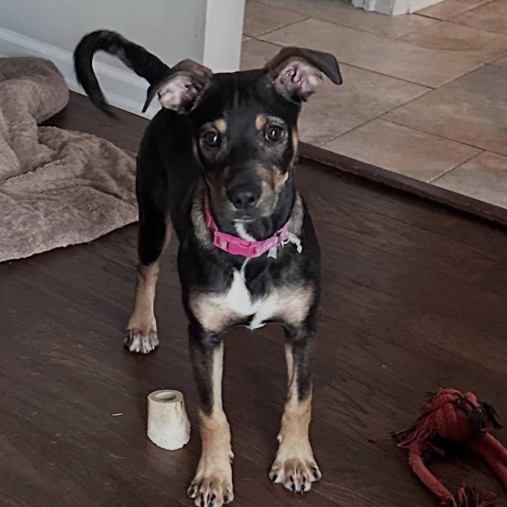 Enlarge Noel, an adopted mixed breed in Warren, NJ image 1/6