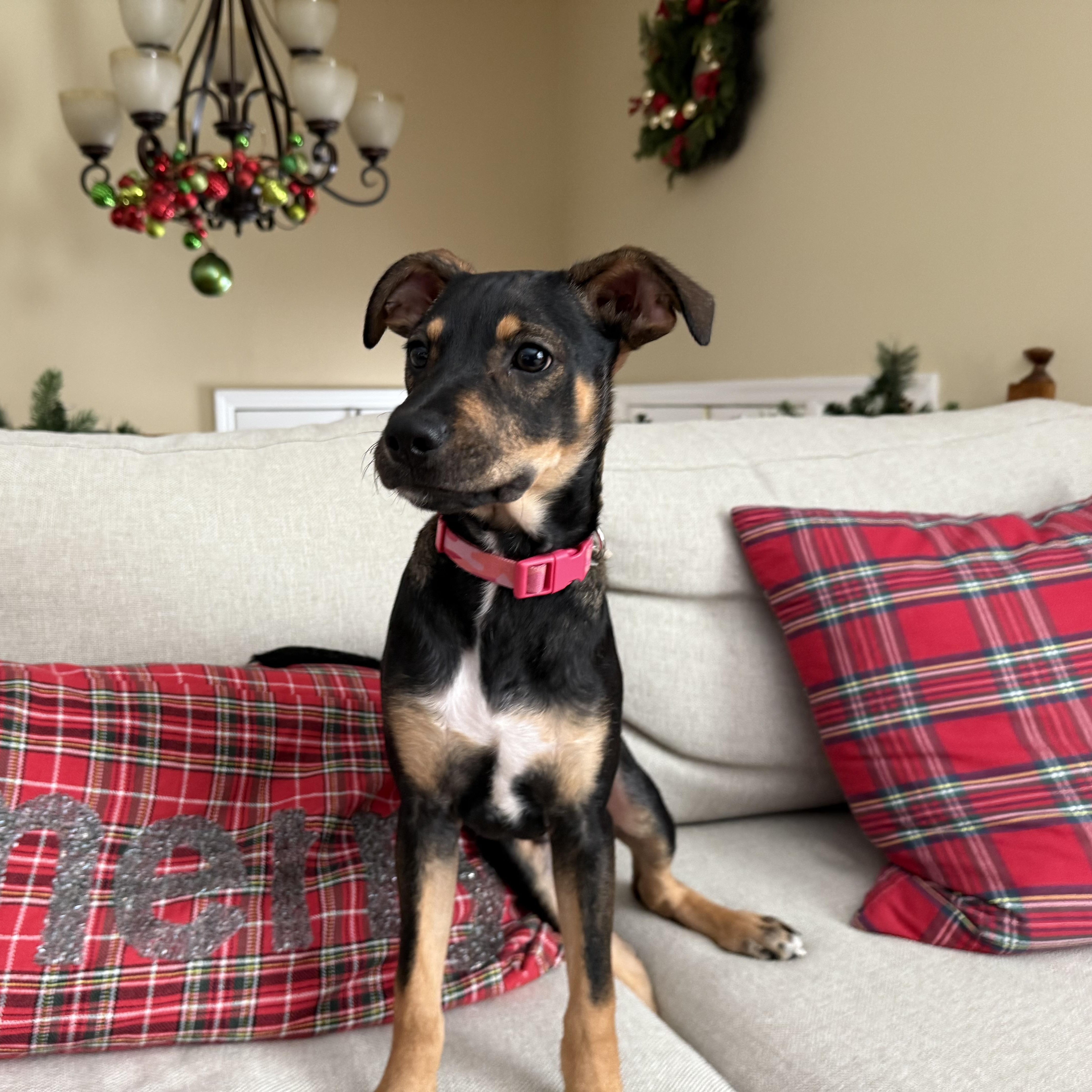 Enlarge Noel, an adopted mixed breed in Warren, NJ image 4/6