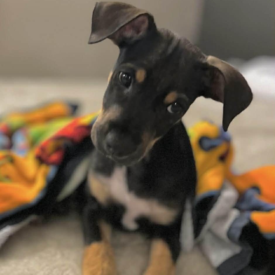 Noel, Adoptable, Puppy Male Terrier.