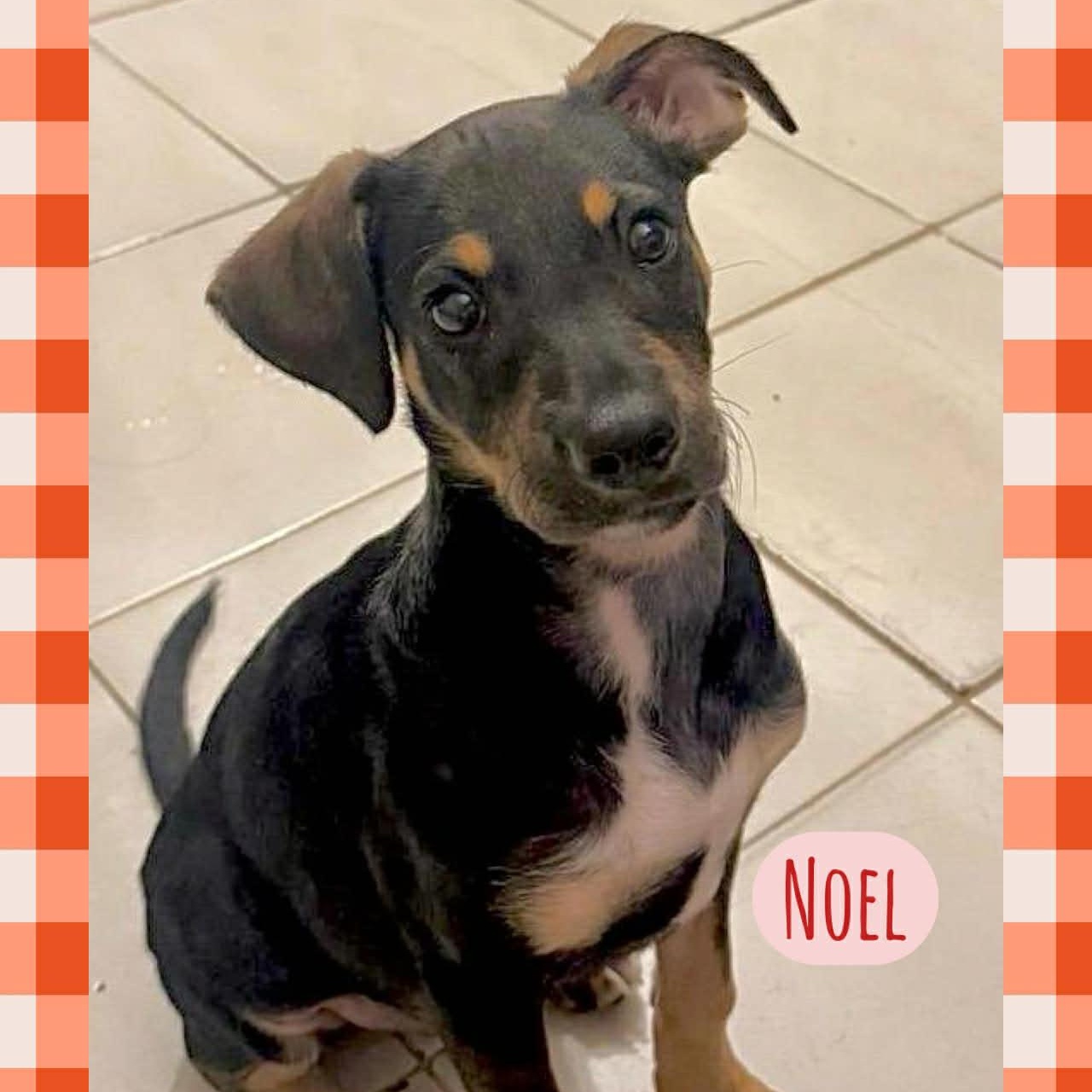 Noel, a Adoptable mixed breed in Warren, NJ image 1/3