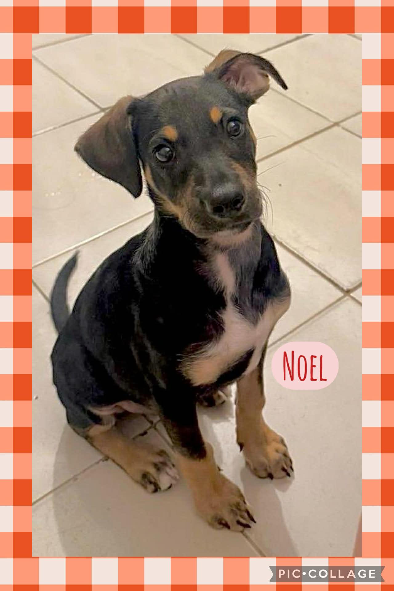 Noel, a Adoptable mixed breed in Warren, NJ image 2/2