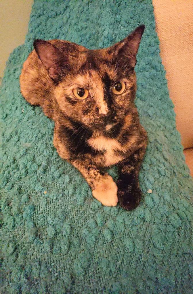 Calista, Adoptable, Adult Female Domestic Short Hair.