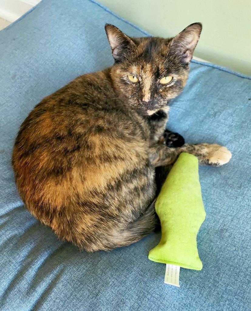 Calista, Adoptable, Adult Female Domestic Short Hair.