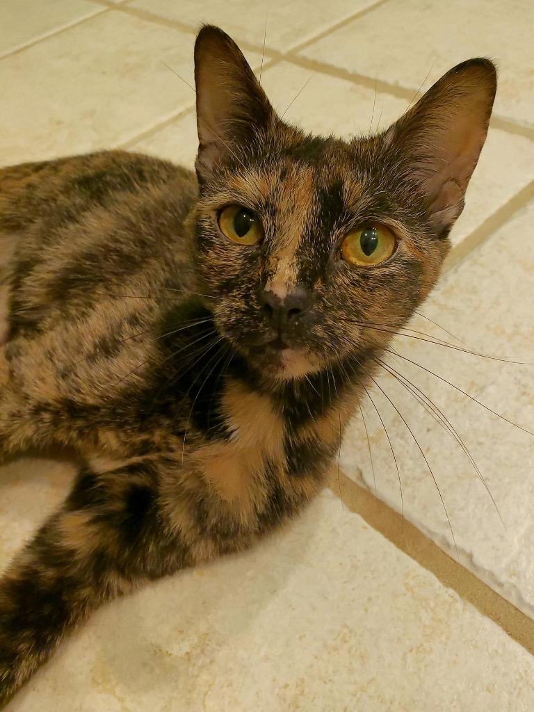 Calista, Adoptable, Adult Female Domestic Short Hair.