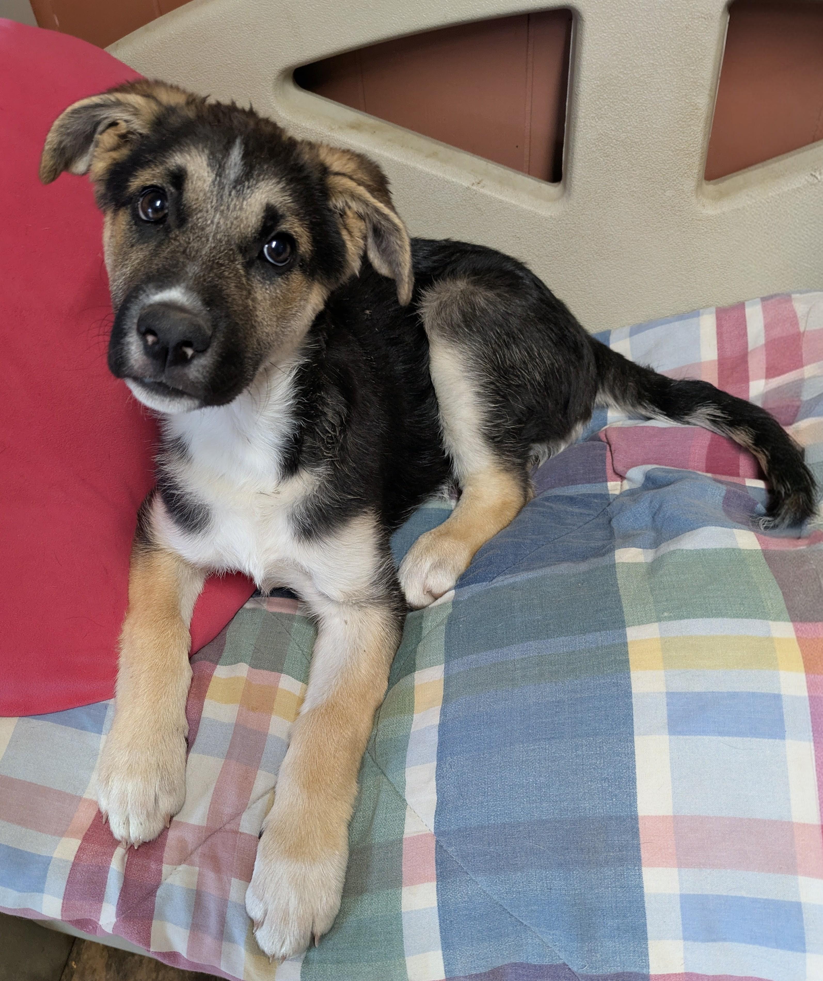 HOLLY , a ADOPTABLE mixed breed in Lebanon, TN image 1/4