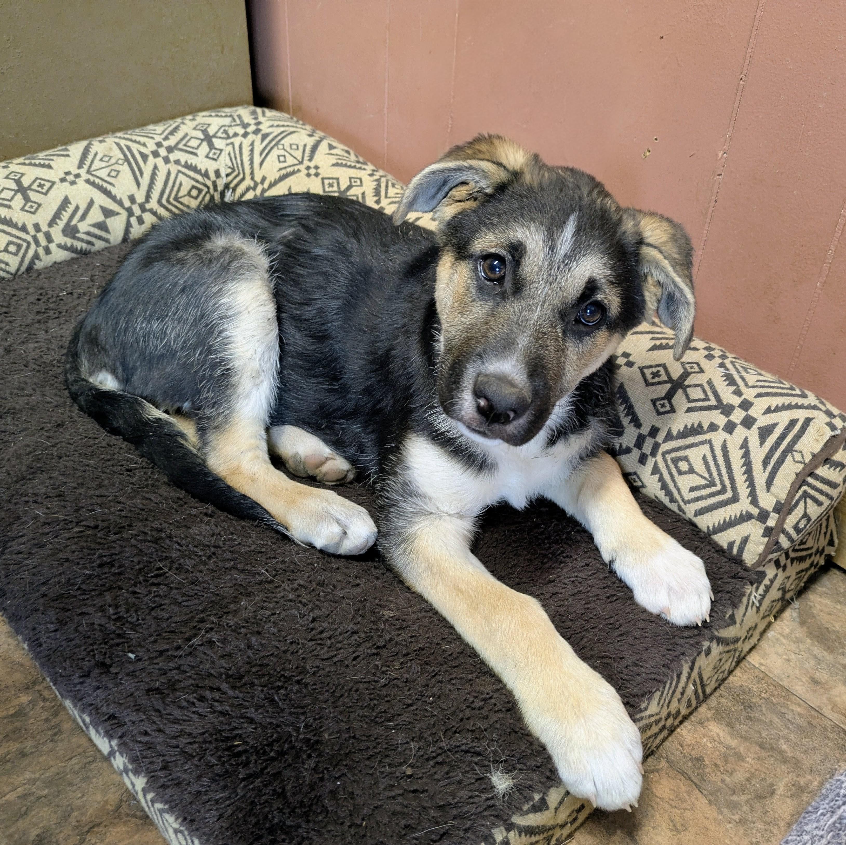 HOLLY , a ADOPTABLE mixed breed in Lebanon, TN image 3/4