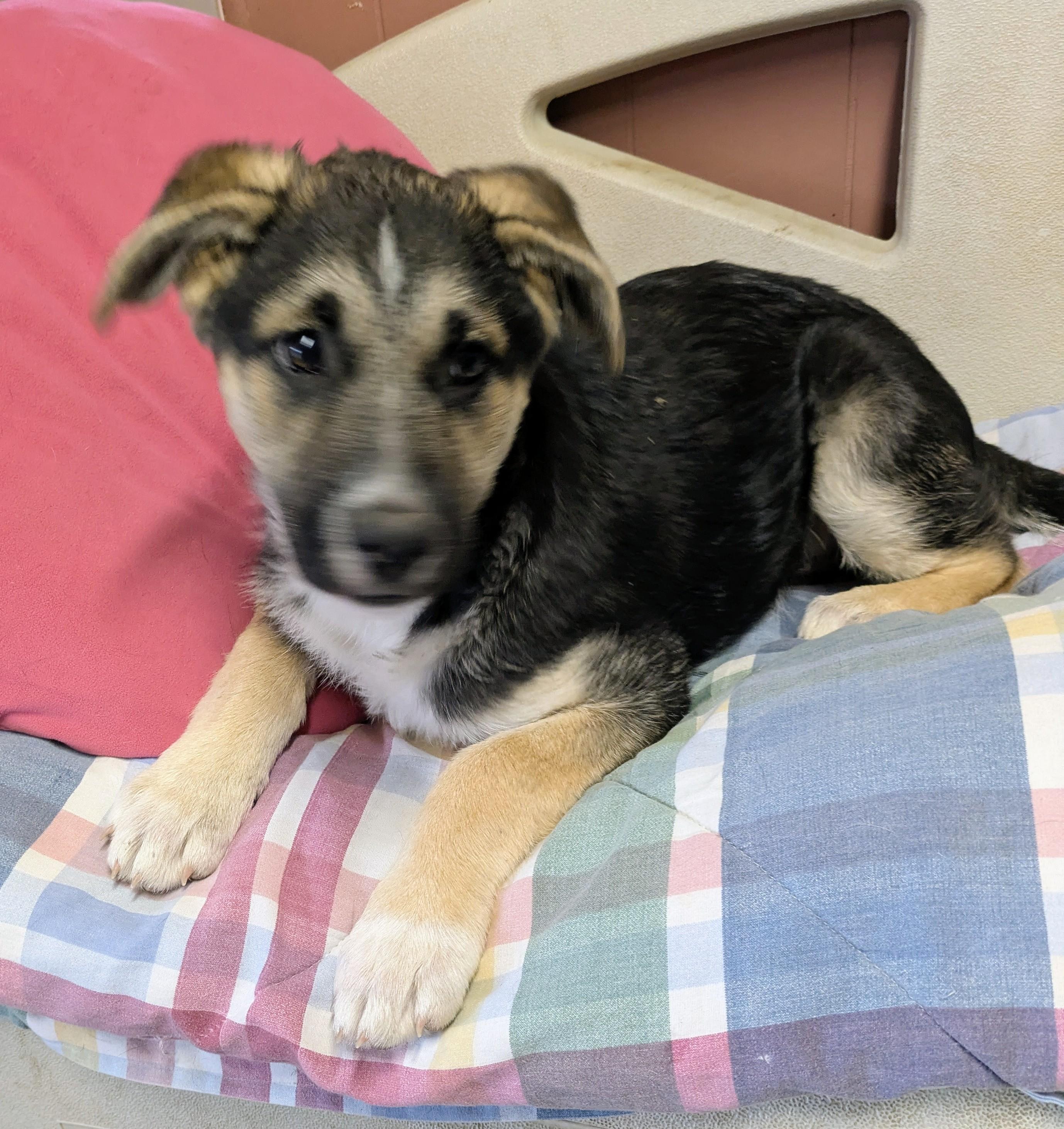 HOLLY , a ADOPTABLE mixed breed in Lebanon, TN image 4/4