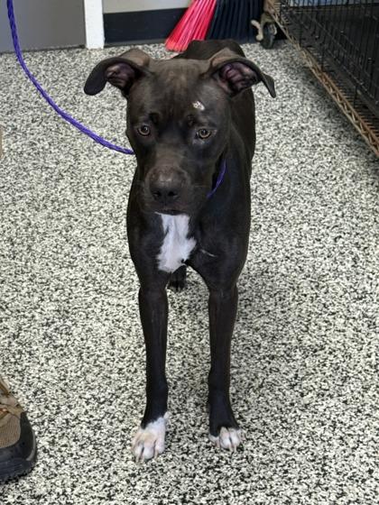 Enlarge Baby, a Adoptable mixed breed in Vincennes, IN image 1/1