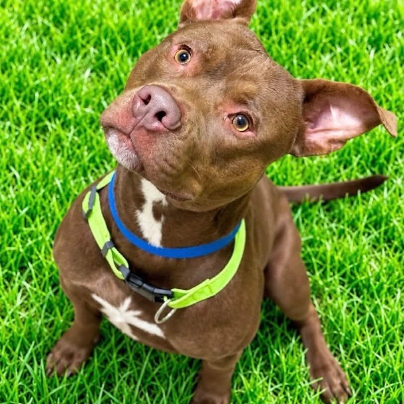 Frodo, Adoptable, Adult Male Pit Bull Terrier.