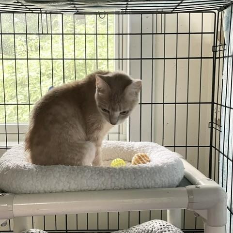 Enlarge James, an adoptable Domestic Short Hair in Attleboro, MA image 3/3