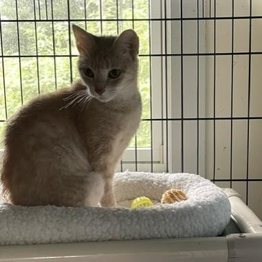 Enlarge James, an adoptable Domestic Short Hair in Attleboro, MA image 2/3