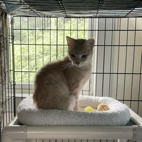James, adoptable, Young Female Domestic Short Hair.