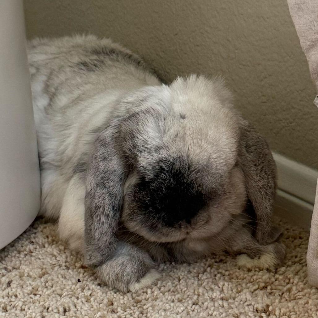 Enlarge Rocky, a Adoptable Mini Lop in San Diego, CA image 1/4