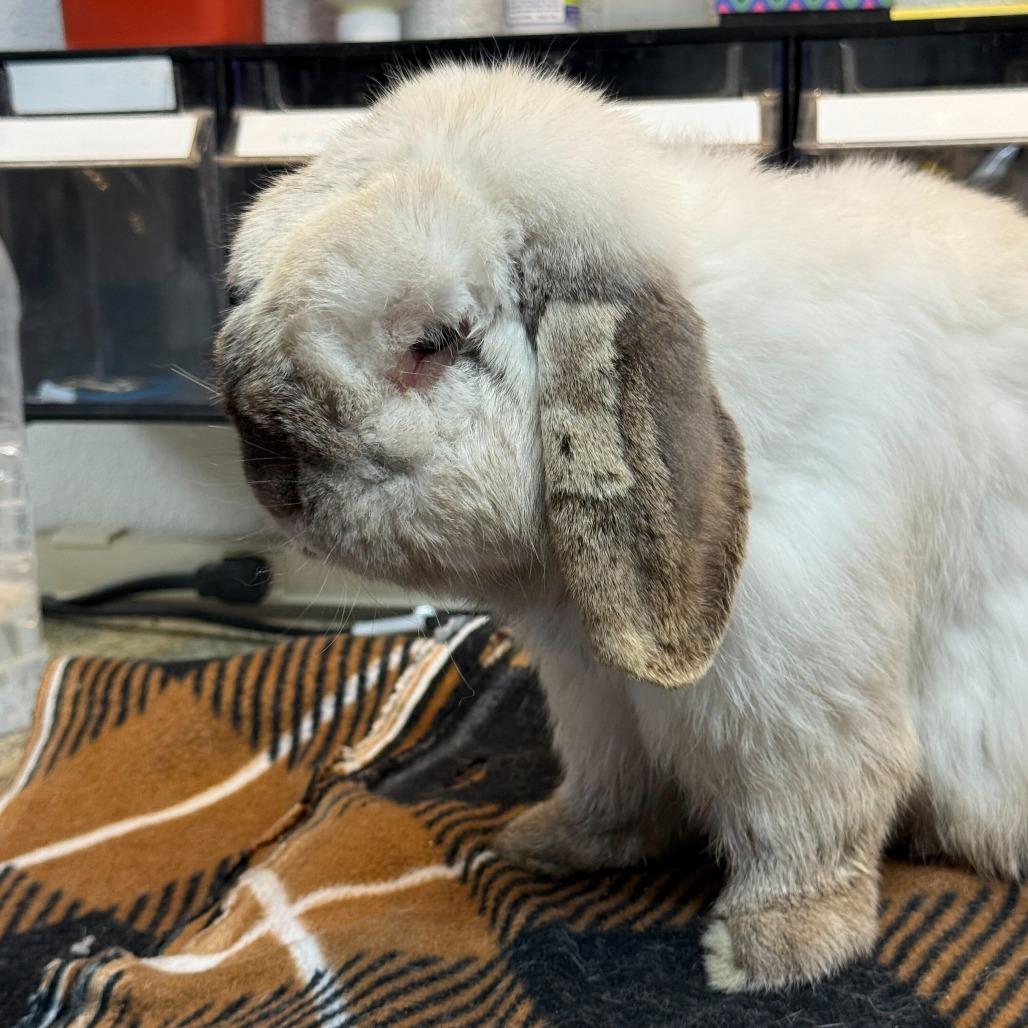 Enlarge Rocky, a Adoptable Mini Lop in San Diego, CA image 3/4