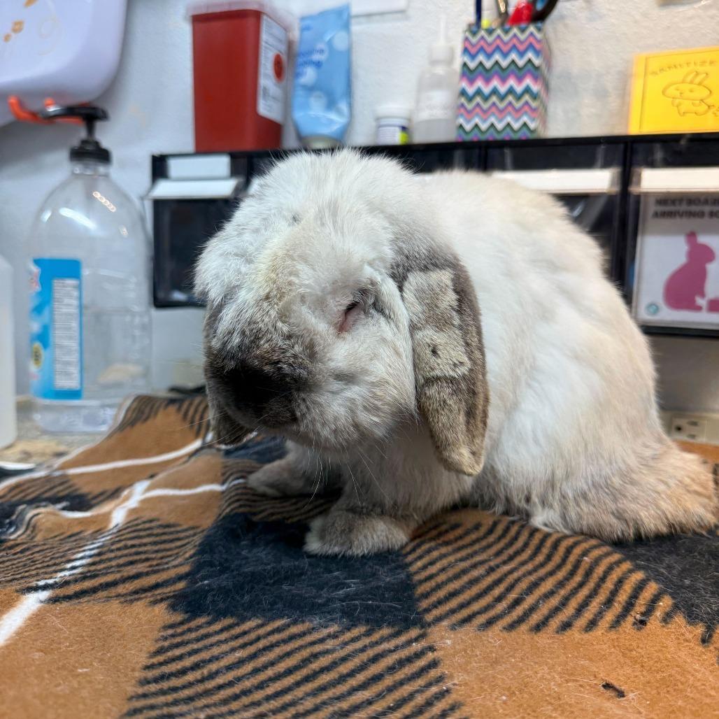 Enlarge Rocky, a Adoptable Mini Lop in San Diego, CA image 4/4
