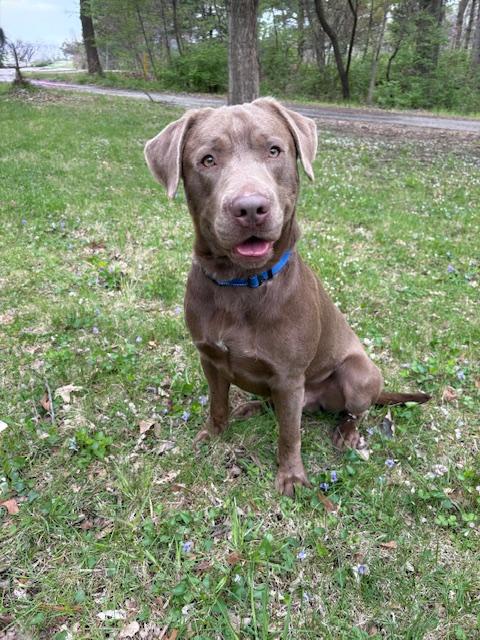 Buster, Young Male Labrador Retriever